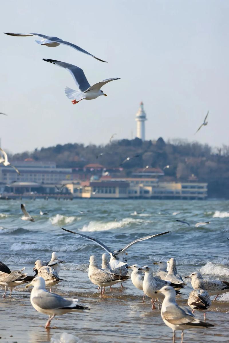 山东哪里能邂逅海鸥？-第1张图片-星月文旅