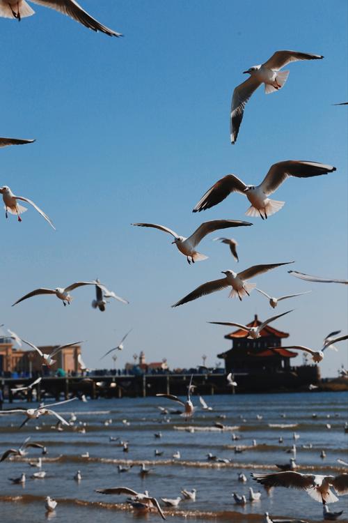 山东哪里能邂逅海鸥？-第2张图片-星月文旅