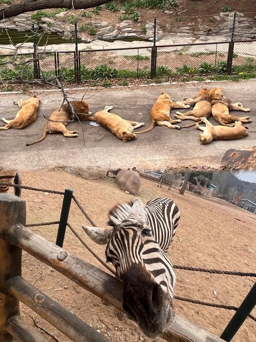 大连野生动物园自驾游怎么玩最尽兴？-第3张图片-星月文旅