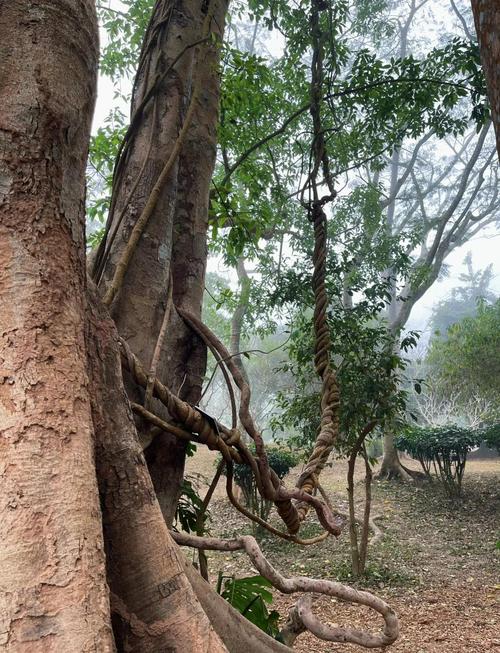 热带植物园自驾游怎么玩最尽兴？-第1张图片-星月文旅