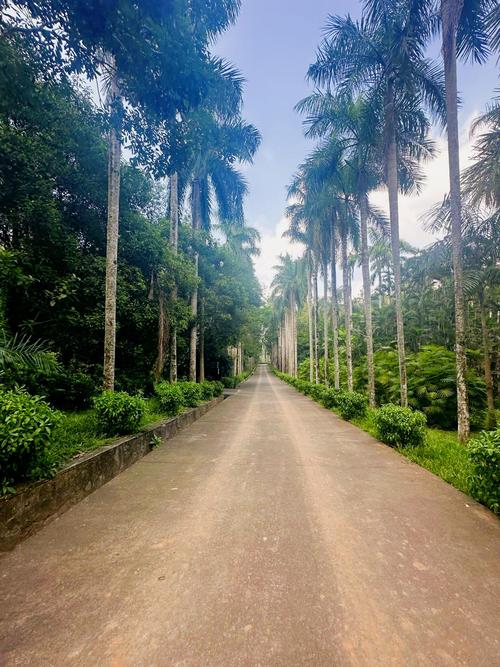 热带植物园自驾游怎么玩最尽兴？-第2张图片-星月文旅