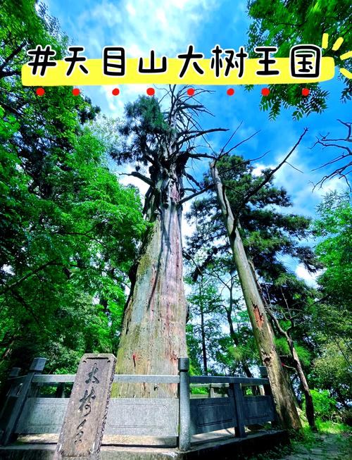 杭州天目山旅游景点怎么玩最省心？-第1张图片-星月文旅