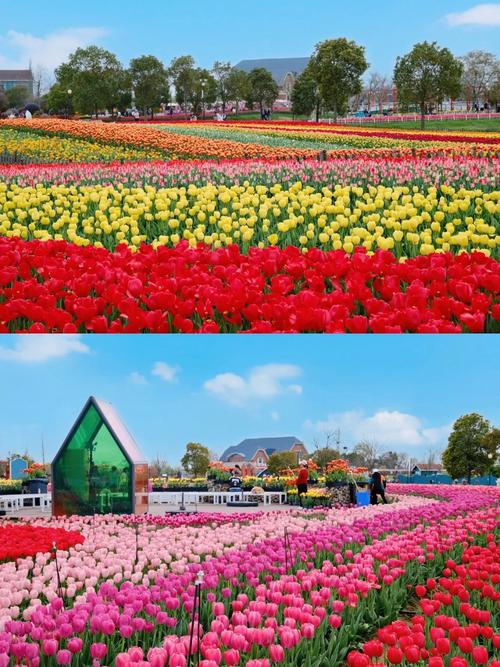 江苏有哪些值得一去的花海景点？-第3张图片-星月文旅