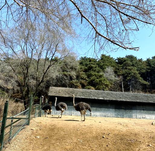 沈阳野生动物园自驾游怎么玩最尽兴？-第3张图片-星月文旅