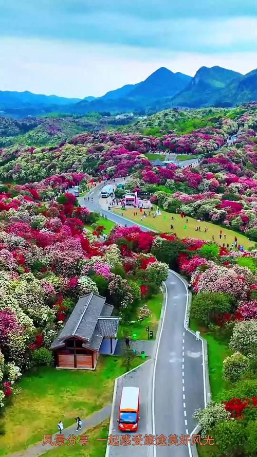 百里杜鹃草原自驾游怎么玩最尽兴？-第2张图片-星月文旅