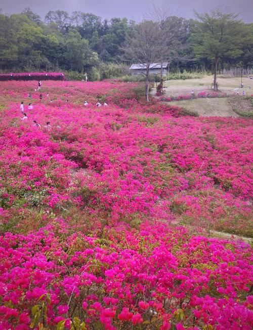 深圳有哪些绝美花海景点推荐？-第1张图片-星月文旅