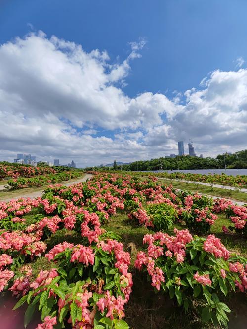 深圳有哪些绝美花海景点推荐？-第2张图片-星月文旅