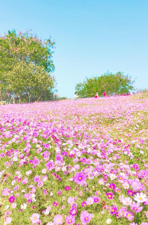 深圳有哪些绝美花海景点推荐？-第3张图片-星月文旅