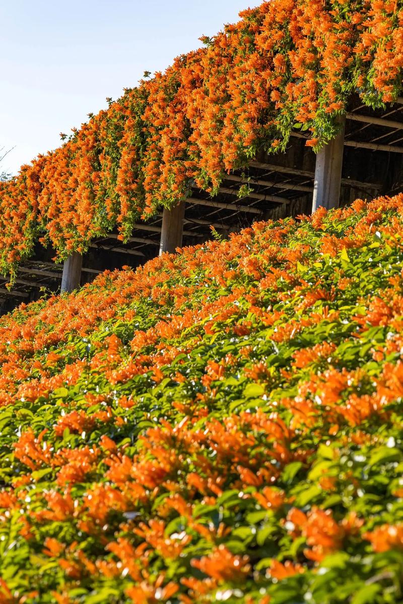 惠州有哪些值得一去花海景点？-第1张图片-星月文旅