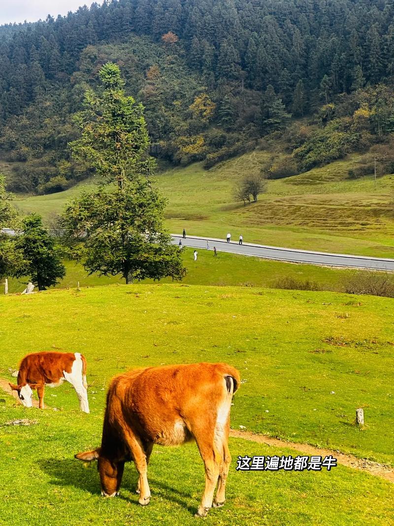 重庆武隆仙女山旅游怎么玩最尽兴？-第1张图片-星月文旅